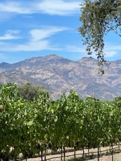 Vineyard view with Palisades mountains from the guest house