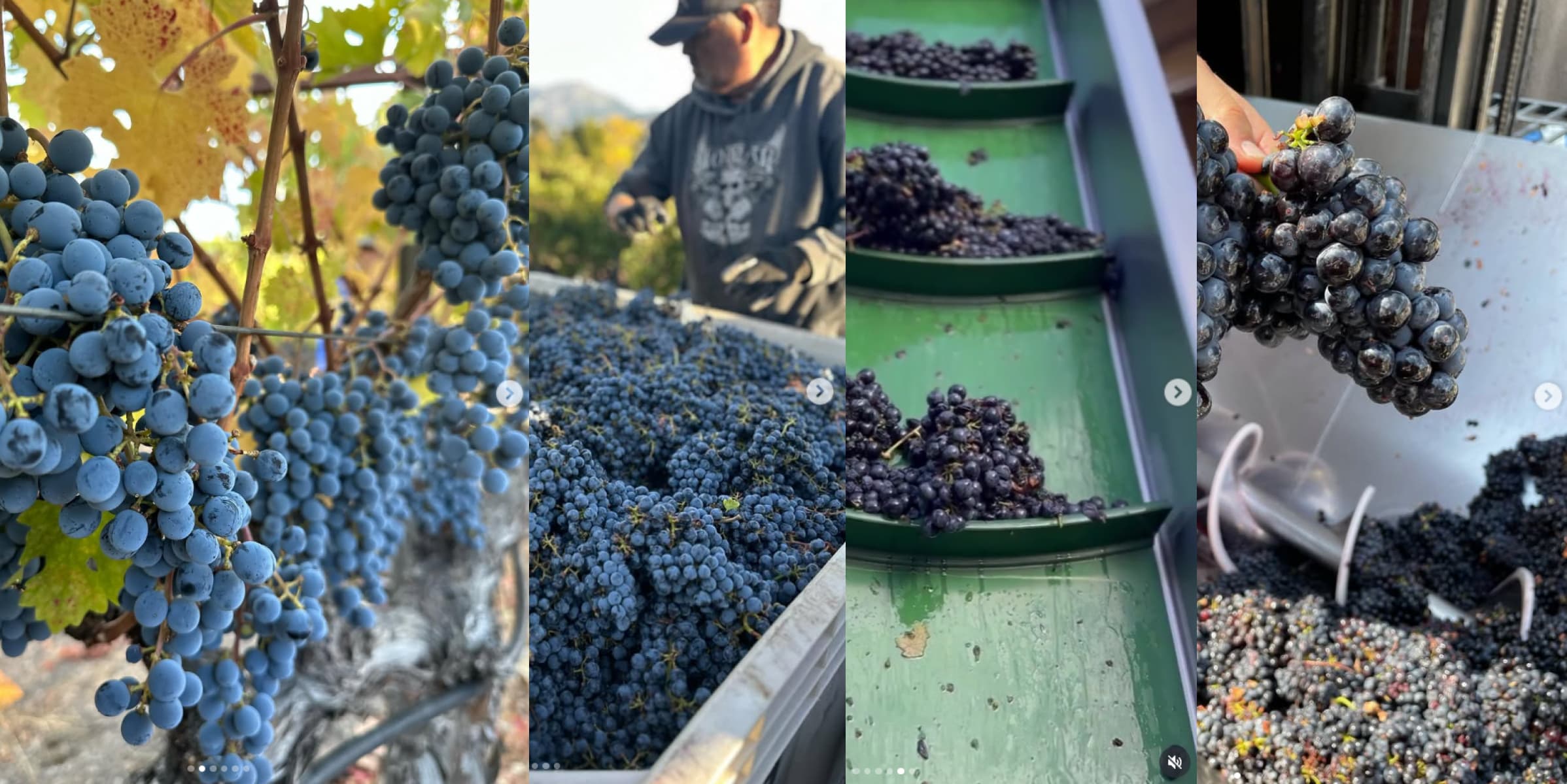Harvest at Joseph Cellars — grapes being sorted and crushed