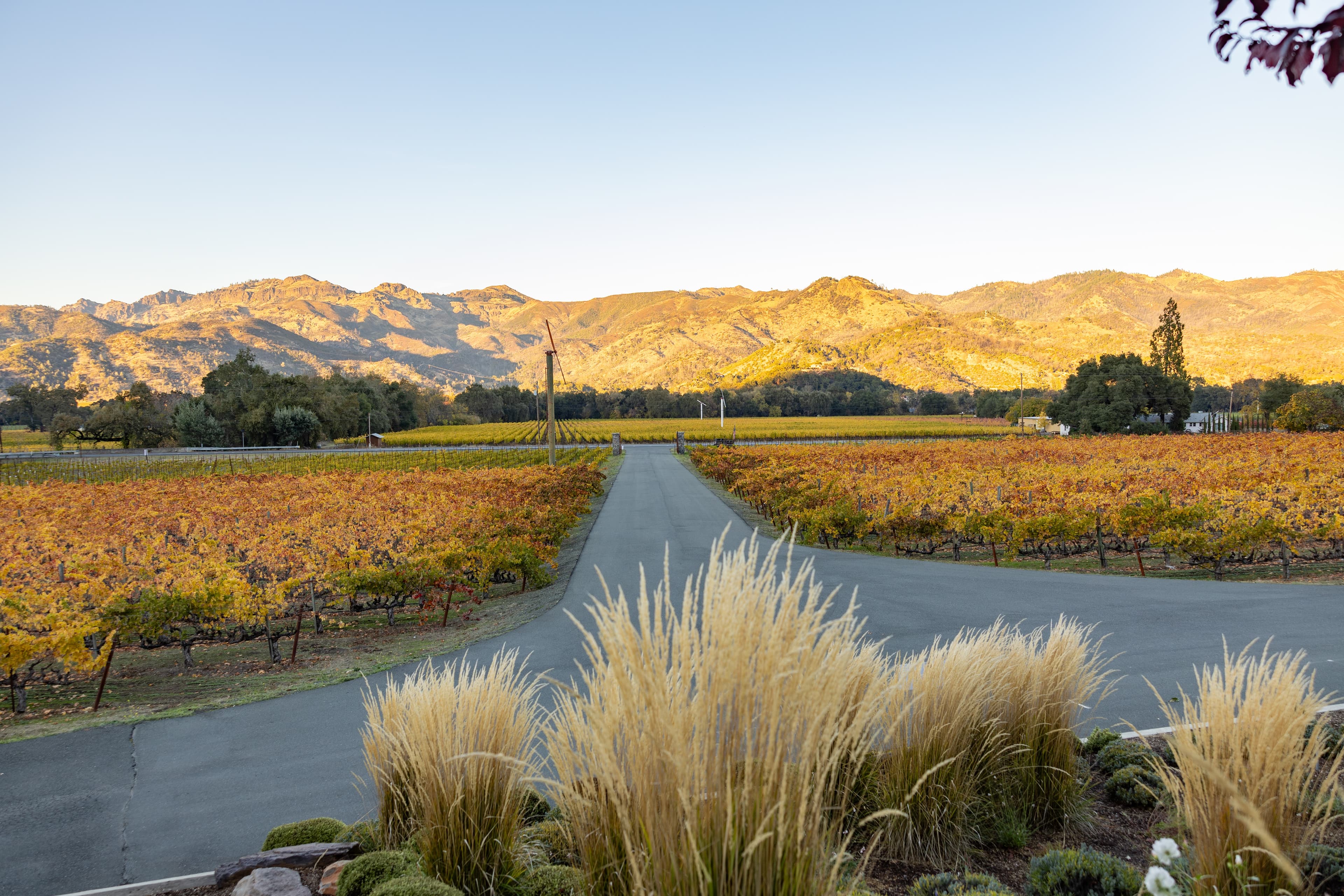 Golden autumn vineyard rows at Joseph Cellars with Palisades mountains