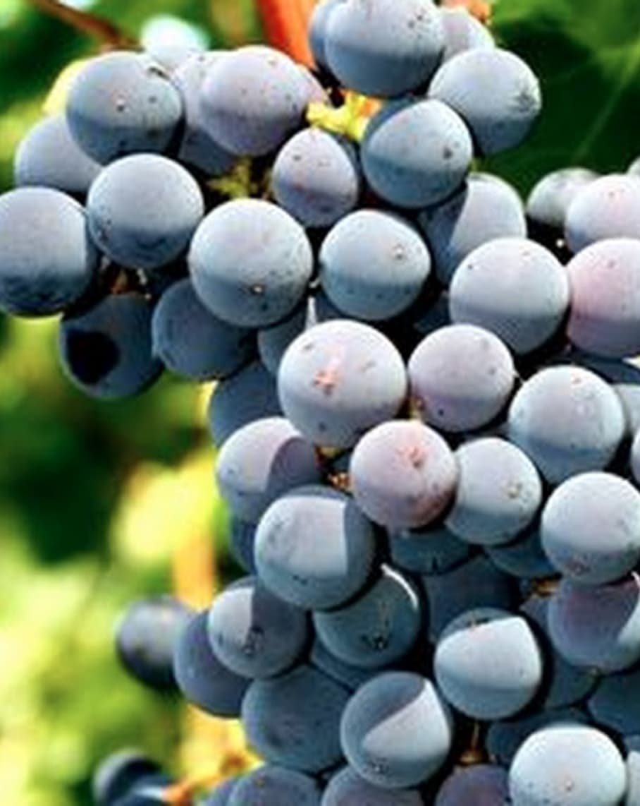Close-up of ripe grapes on the vine